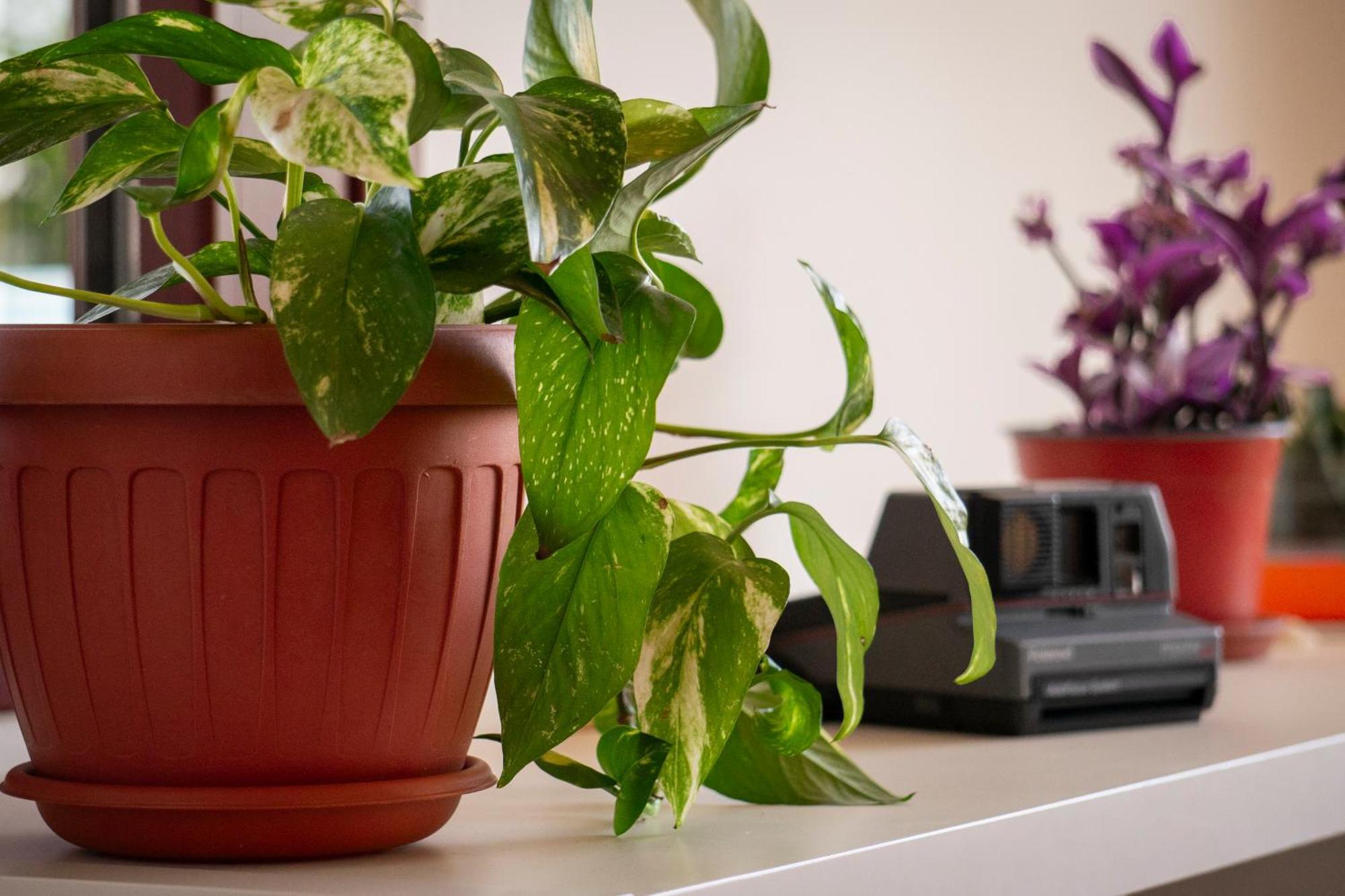 ויאסטה Coliving Together Gargano מראה חיצוני תמונה